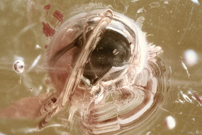 Detailed Fossil Lady Bug (Coccinellidae) in Baltic Amber - Uncommon #310869